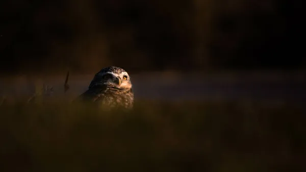 Tvůrčí Záběr Vrtající Sovy Vysokou Trávou Poli — Stock fotografie