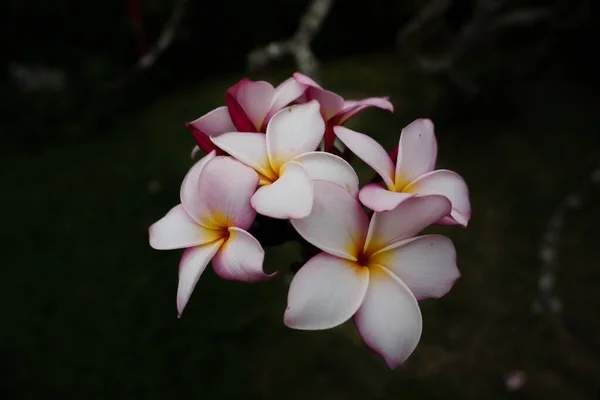 Plumeria Çiçeklerinin Bulanık Arka Planda Güzel Bir Görüntüsü — Stok fotoğraf