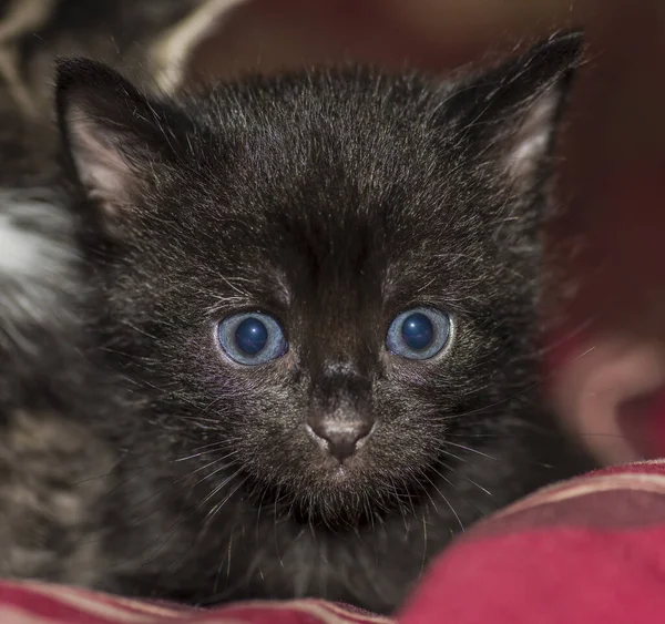Pionowe Ujęcie Ślicznego Czarnego Kotka Niebieskimi Oczami — Zdjęcie stockowe