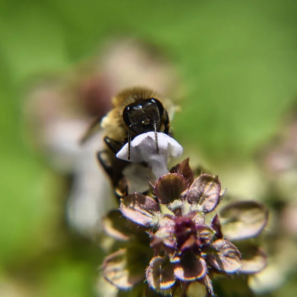 在阳光下花园开花的树枝上的蜜蜂的特写镜头 — 图库照片