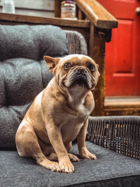 Een Verticaal Schot Van Een Schattige Bruine Franse Bulldog Zittend — Stockfoto
