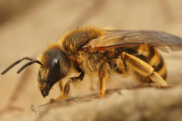 Close Een Vrouwtje Grote Banded Furrow Bee Halictus Scabiosae Poseren — Stockfoto