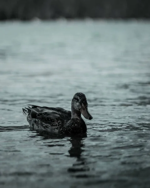 一只鸭子在湖中游泳的特写镜头 — 图库照片