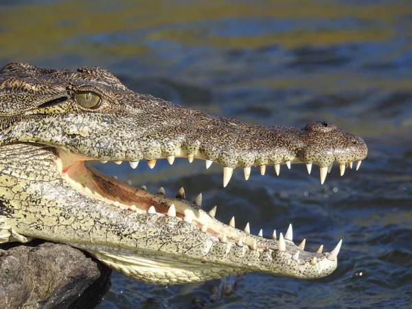 Ein Krokodil Mit Offenem Maul Liegt Auf Dem Stein Wasser — Stockfoto