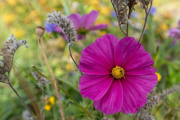 Closeup Shot Tender Pink Buttercup Flower Meadow — Stock Photo, Image