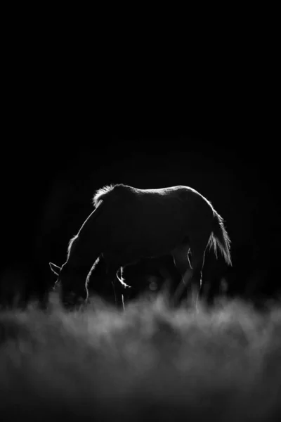 Silhuetten Häst Som Betar Ett Fält Gråskala — Stockfoto