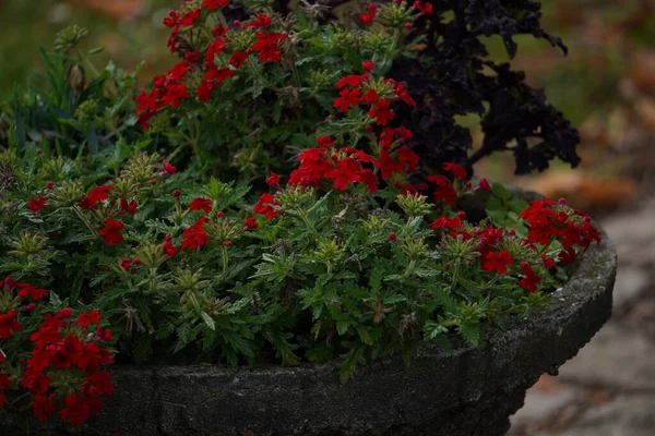 Selective Red Verbena Plant Stone Pot Garden — Stock Photo, Image