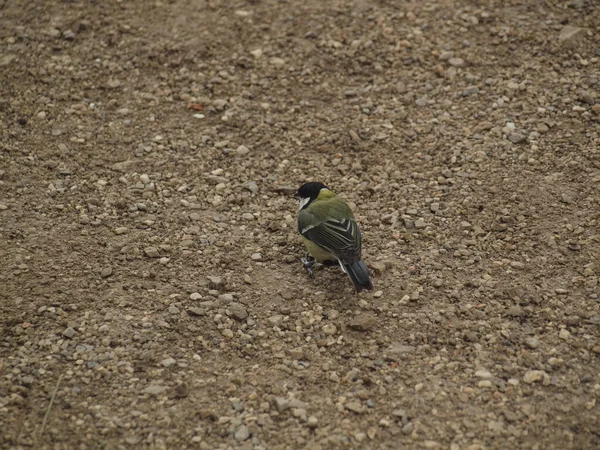 Pequeno Pássaro Colorido Parus Maior Chão Rochoso Natureza — Fotografia de Stock