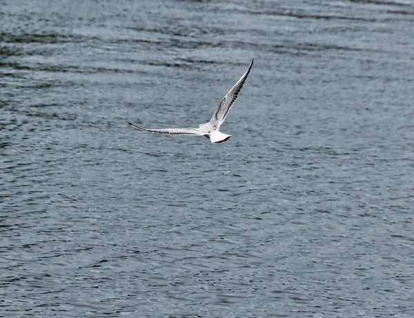 一只普通海鸥在白天飞越海面的特写镜头 — 图库照片