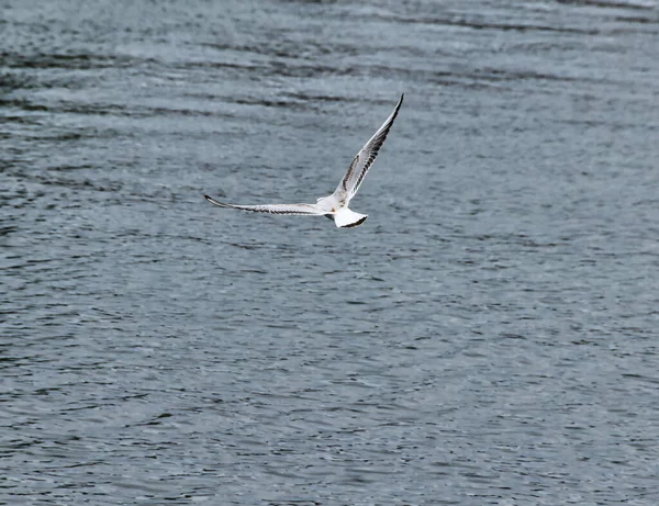 Primer Plano Una Gaviota Común Volando Sobre Mar Luz Del — Foto de Stock