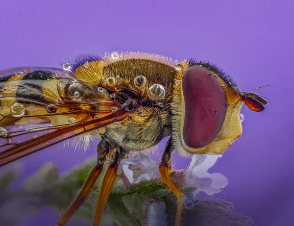 Uma Macrofotografia Uma Mosca Corolas Eupeodes — Fotografia de Stock