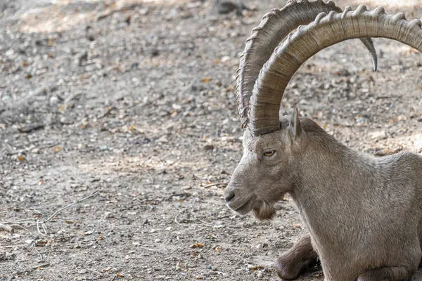 Greyscale Wild Goat — Stock Photo, Image
