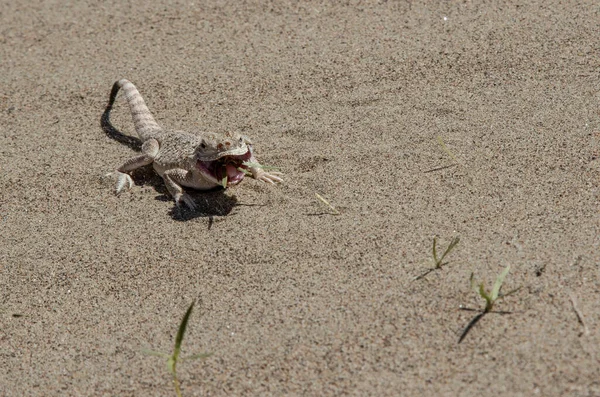 Lagarto Deitado Areia Comendo Grama Deserto — Fotografia de Stock