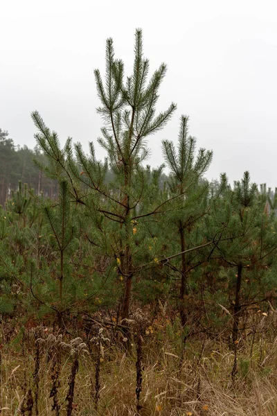 Plano Vertical Bosque Con Árboles Arbustos Verdes Durante Día Nublado — Foto de Stock
