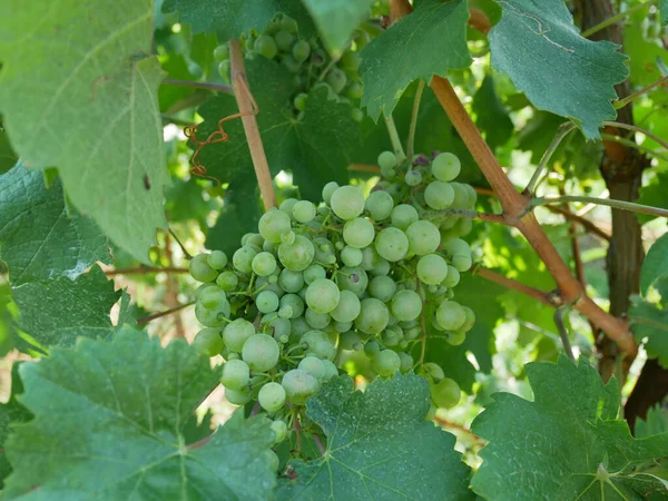 Een Close Shot Van Trossen Van Bijna Half Rijpe Groene — Stockfoto