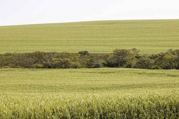 南アフリカ共和国西ケープ州リバーズデールの緑豊かな草原の美しい景色 — ストック写真