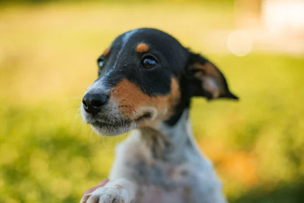 Retrato Lindo Perro Encantador Jack Russell Terrier Mirando Aire Libre —  Fotos de Stock