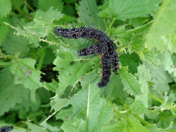 Ein Blick Auf Drei Schwarze Raupen Des Europäischen Pfaus Auf — Stockfoto