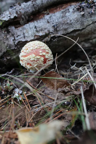 Coup Vertical Champignon Dans Une Forêt Pendant Jour — Photo