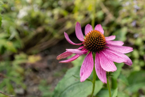Bir Tarlada Narin Pembe Bir Papatya Çiçeğinin Yakın Çekimi — Stok fotoğraf