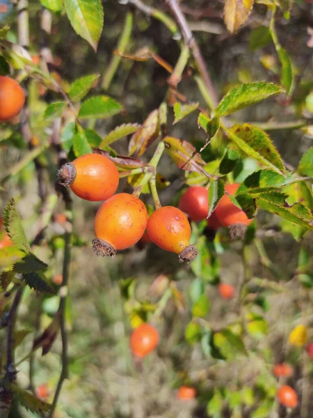 Ein Ast Mit Hagebutten Garten — Stockfoto