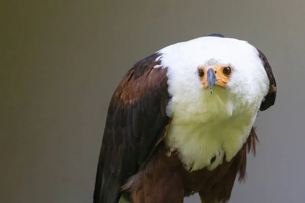 Primer Plano Águila Calva —  Fotos de Stock