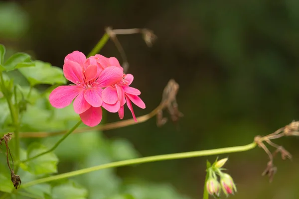 Colpo Fuoco Selettivo Fiori Rosa Geranio — Foto Stock