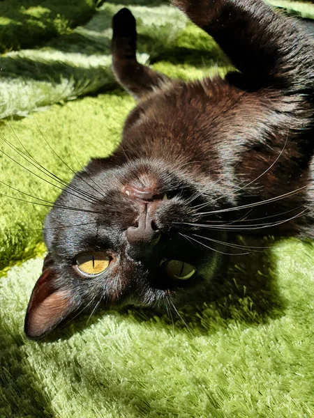Lindo Gato Negro Hierba —  Fotos de Stock