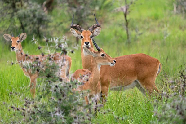 Ein Uganda Kob Kobus Thomasi Nationalparks Ugandas — Stockfoto