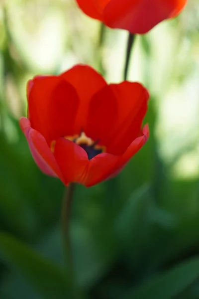 Крупним Планом Знімок Ніжного Червоного Тюльпана Розмитим Тлом — стокове фото