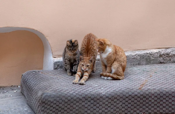 Eine Schöne Aufnahme Von Drei Verirrten Kätzchen Einem Hof Auf — Stockfoto
