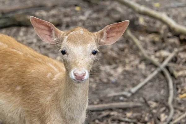 Een Selectieve Focus Shot Van Een Schattige Fawn Het Bos — Stockfoto