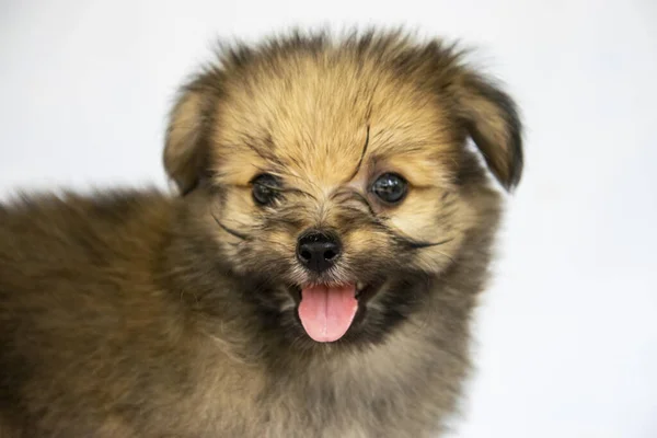 Een Afbeelding Portret Van Een Puppy Met Emoties — Stockfoto