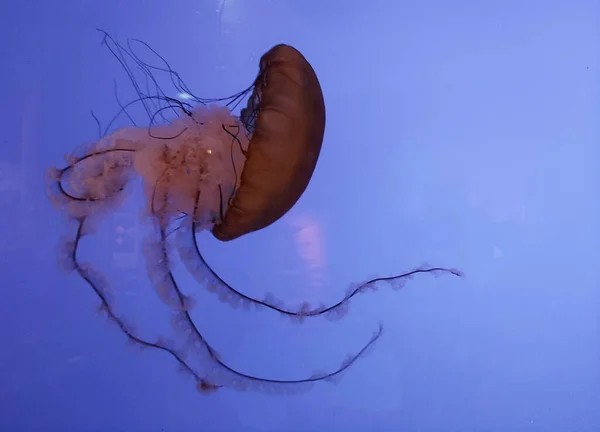 青い水の中で泳ぐクラゲのクローズアップ — ストック写真