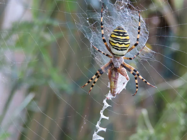 Vosí Pavouk Nebo Argiope Bruennichi Černými Žlutými Pruhy Pavučině Přírodě — Stock fotografie