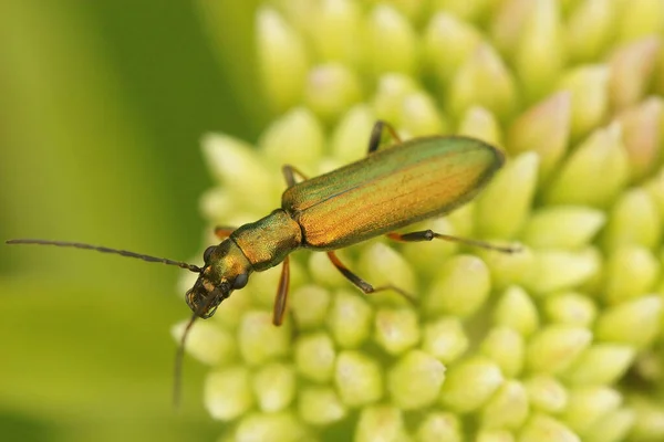 Närbild Den Metalliska Grã Chrysanthia Geniculata Skalbagge Sitter Toppen Blomma — Stockfoto