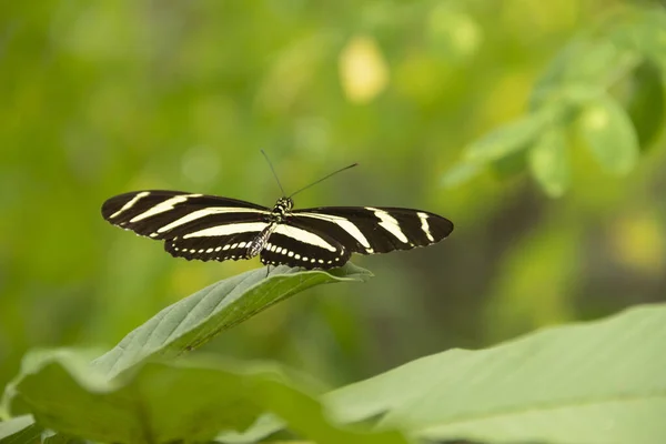 Μια Επιλεκτική Εστίαση Μιας Πεταλούδας Που Περιβάλλεται Από Πράσινο Εξωτερικούς — Φωτογραφία Αρχείου