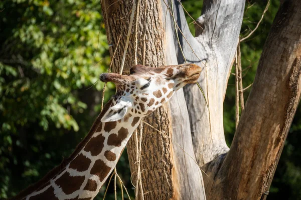 Une Belle Girafe Haute Dans Parc — Photo