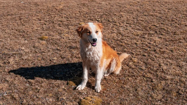 Ένα Τσοπανόσκυλο Της Sierra Peru Αυτός Πιστός Φίλος Βοηθάει Τρομάξουν — Φωτογραφία Αρχείου