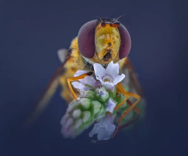 Eine Makroaufnahme Einer Eupeodes Corollae Fliege — Stockfoto