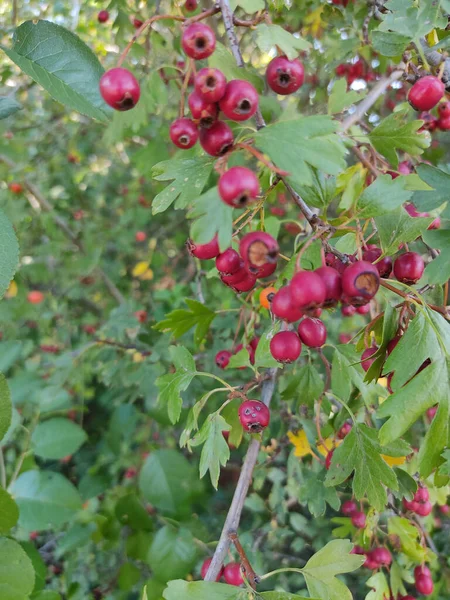 Boomtakken Met Meidoorns Groene Bladeren Tuin — Stockfoto