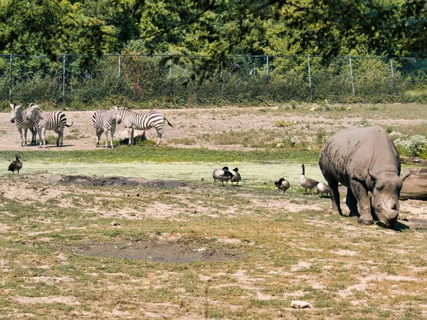 Носорог Зебры Зоопарке Канзас Сити — стоковое фото