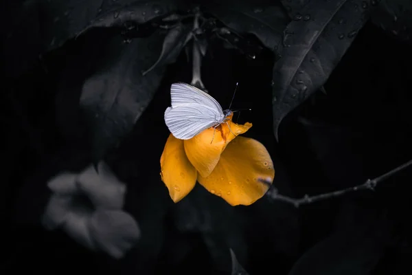 Кольоровий Поп Ефект Білої Метелики Нектар Жовтої Квітки Саду — стокове фото
