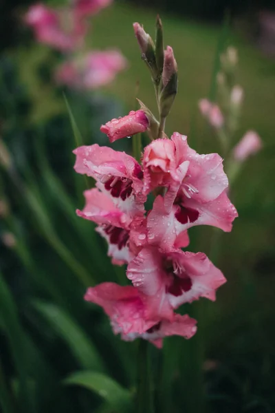 정원에 아름다운 분홍빛 글라디올러스 — 스톡 사진
