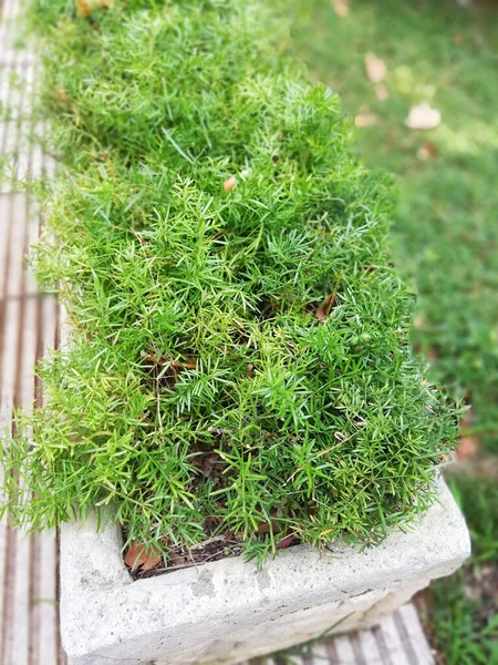 냄비에 녹색식물의 — 스톡 사진
