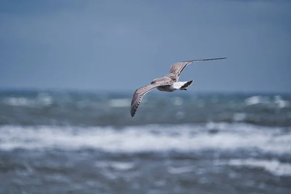 Kitesurfer Windsurfer Par Une Journée Nuageuse Gronhogen Sur Île Oland — Photo
