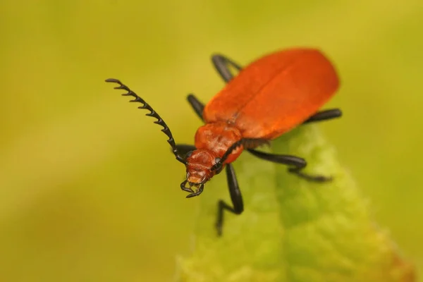 Κοντινό Πλάνο Ένα Κοκκινοκέφαλο Καρδινάλιο Beetle Pyrochroa Serraticornis Κάθεται Ένα — Φωτογραφία Αρχείου
