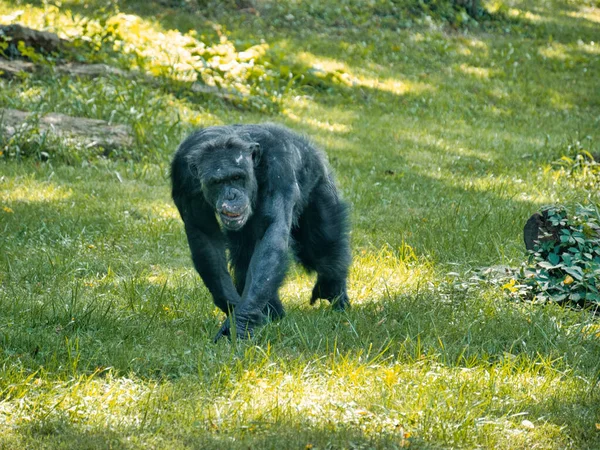 Ein Affe Zoo Von Kansas City — Stockfoto