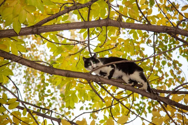 Tiro Ângulo Baixo Gato Uma Árvore Entre Folhagem Verde — Fotografia de Stock