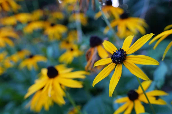 Primer Plano Las Flores Colores — Foto de Stock